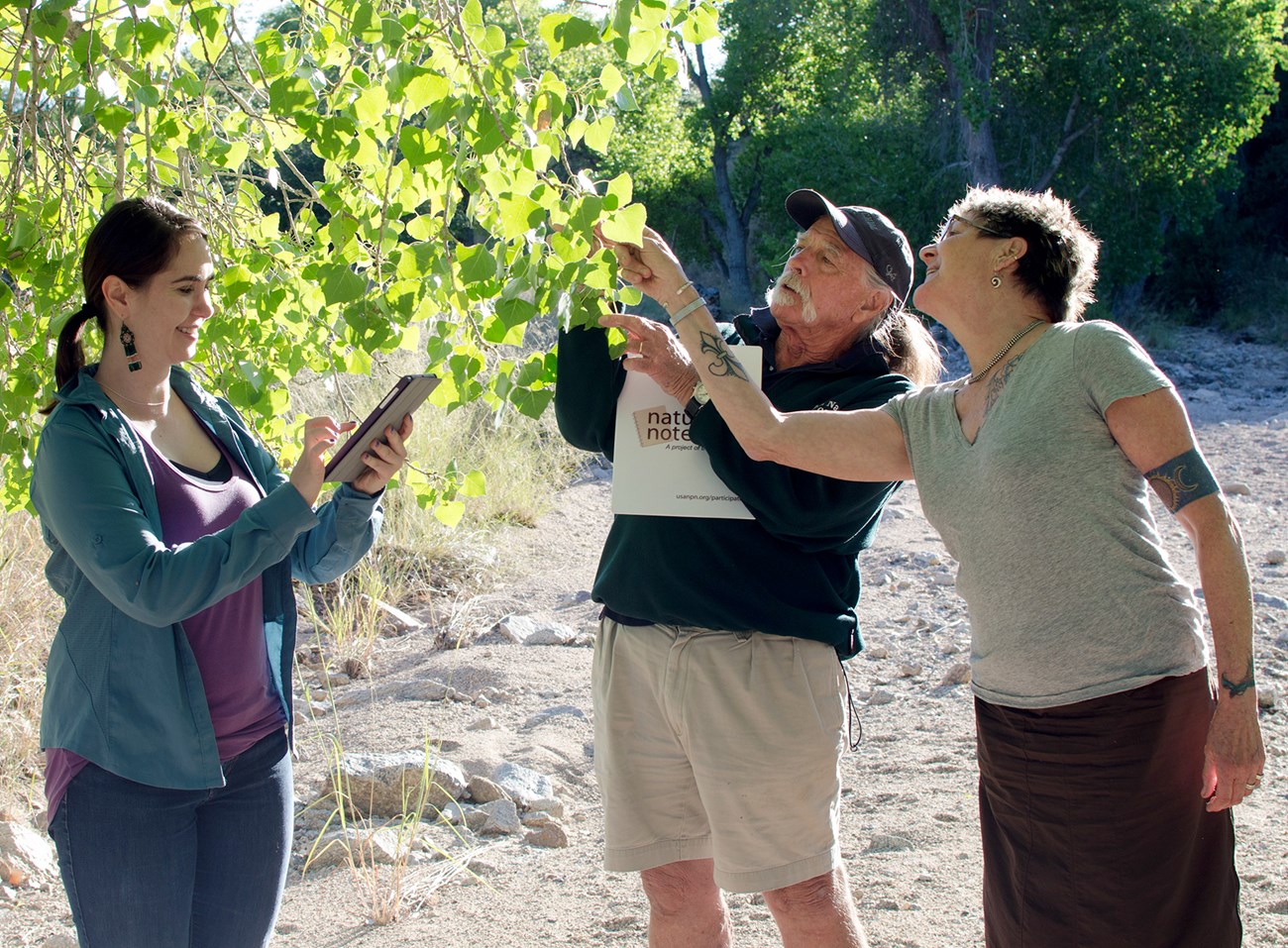 Two women and a man examine a cottonwood tree