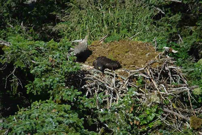 Phillips2011_SuccessfulNest_web A bald eagle nest with checks in it.