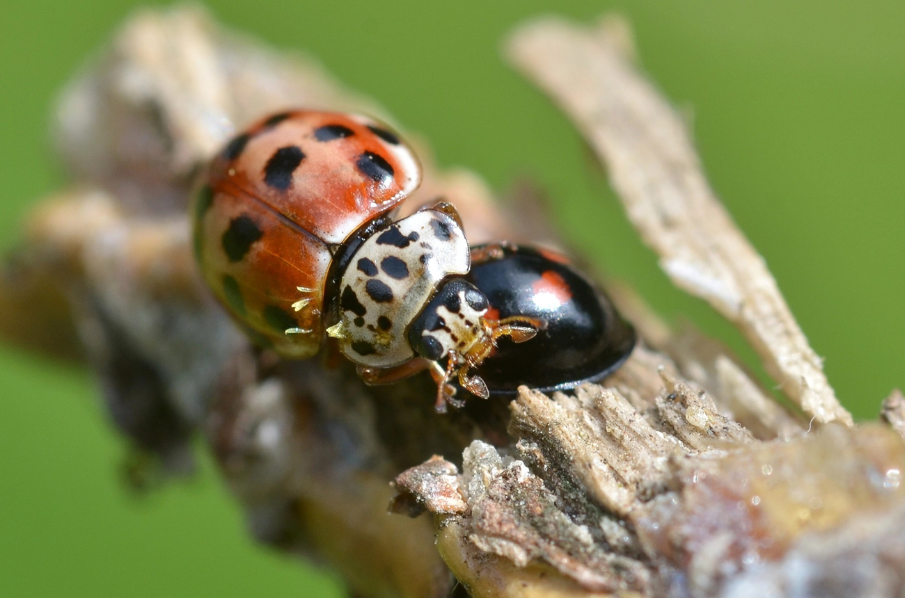 lady bug with beetle hangers (yellow-green fungi) on its body.