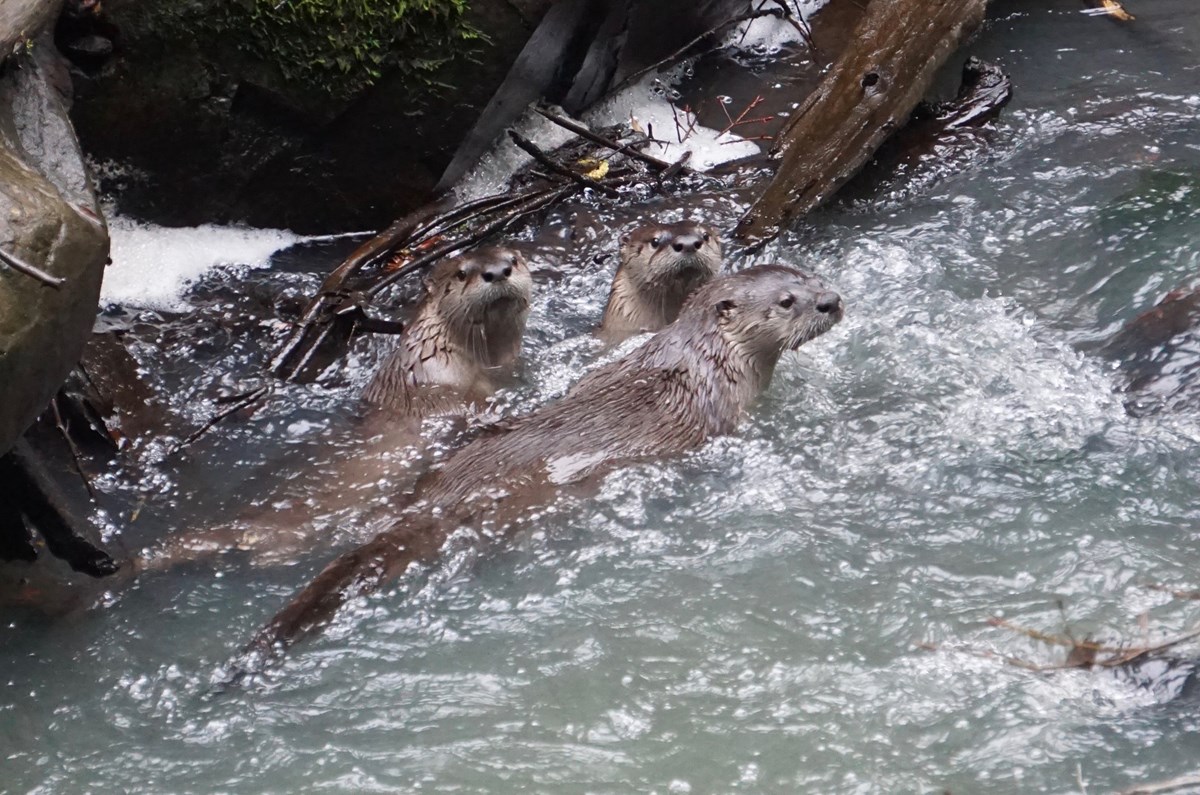 Tracking the Return of River Otters: First Results From a Long-term