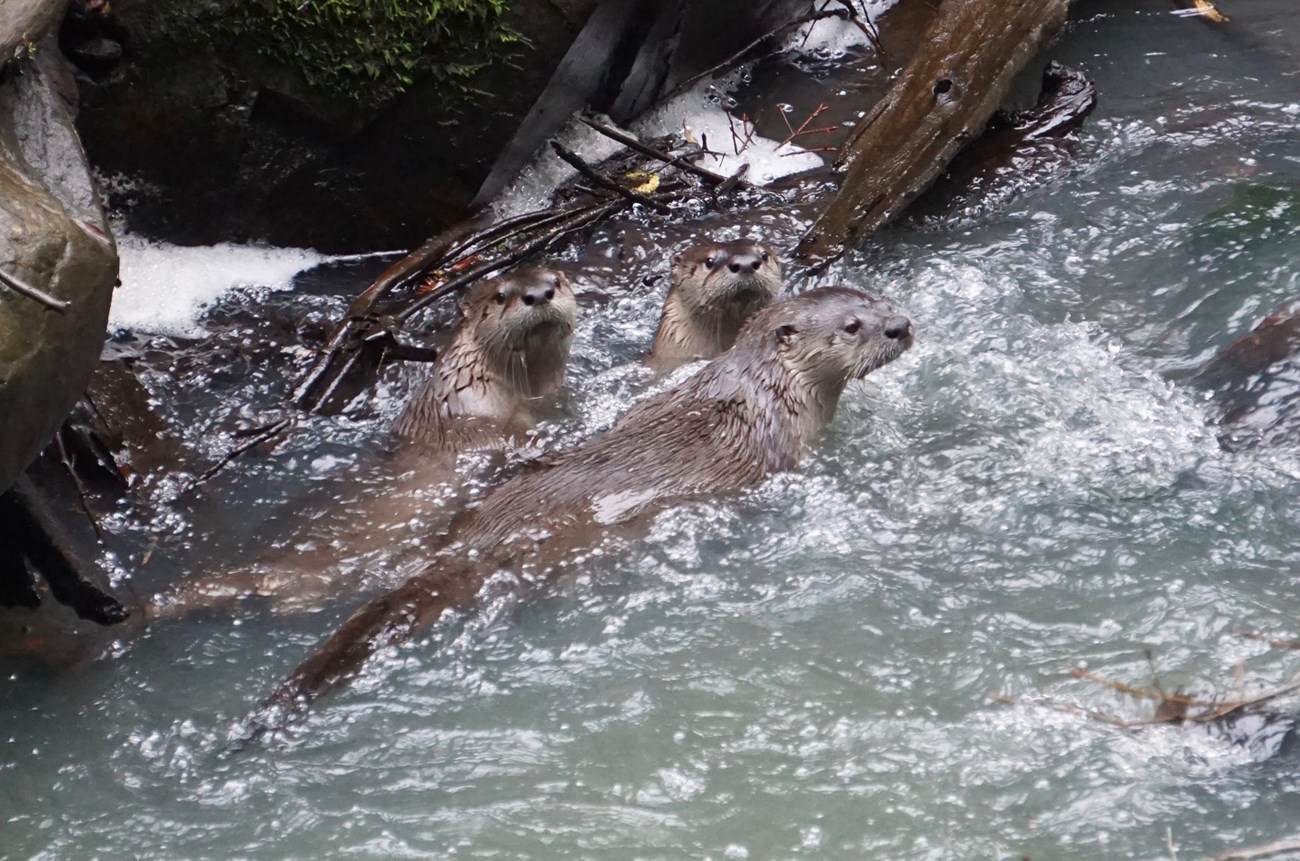 Three river otters in a fast-flowing creek.