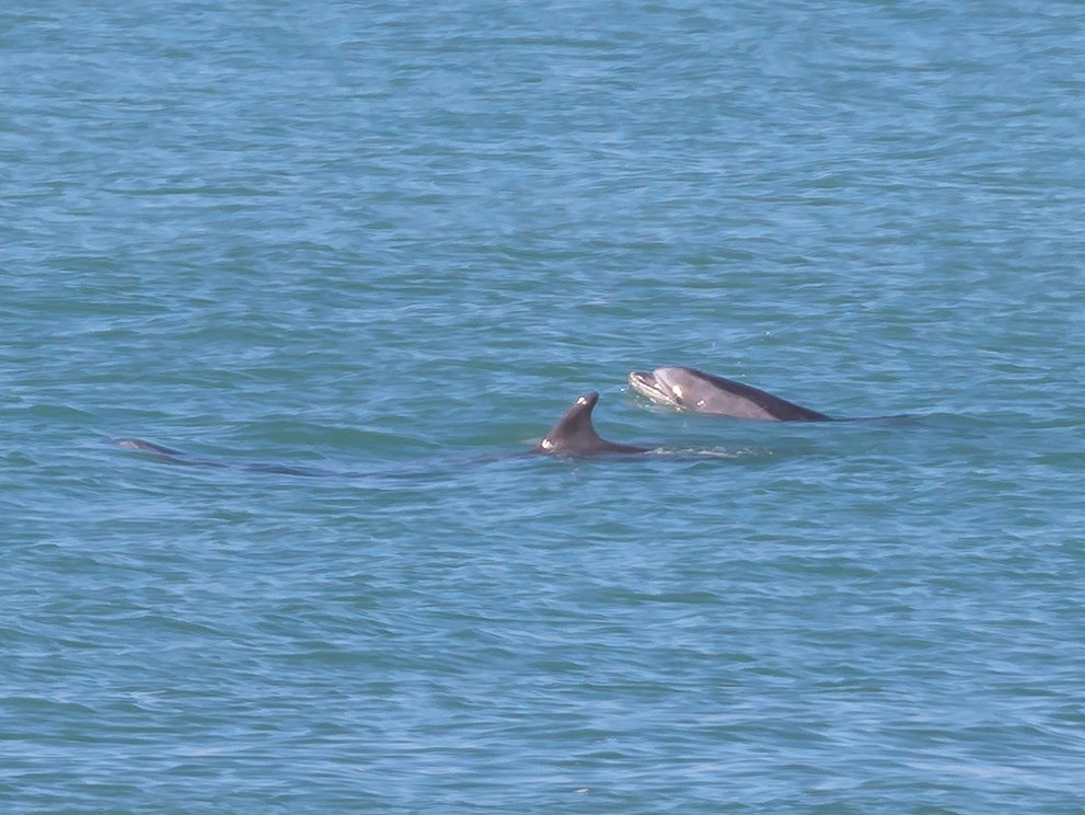 Dolphins near Mori Point Group of dolphins at the surface of the blue ocean on a sunny day. One is just beneath the surface, the next is preaking the surface with its dorsal fin, and the third is reaching its whole head above the surface.