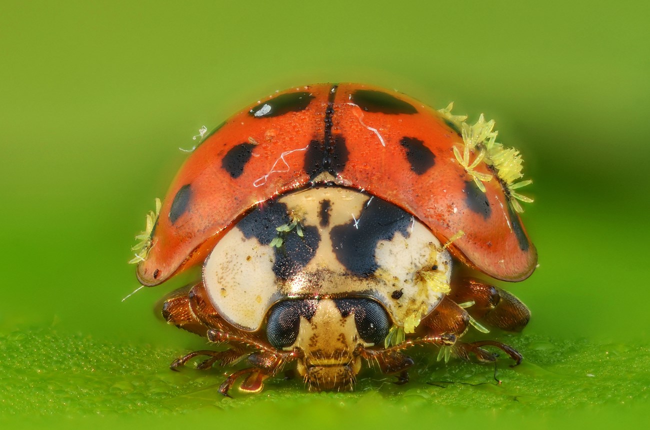 tiny fungi on the shell of a ladybug.