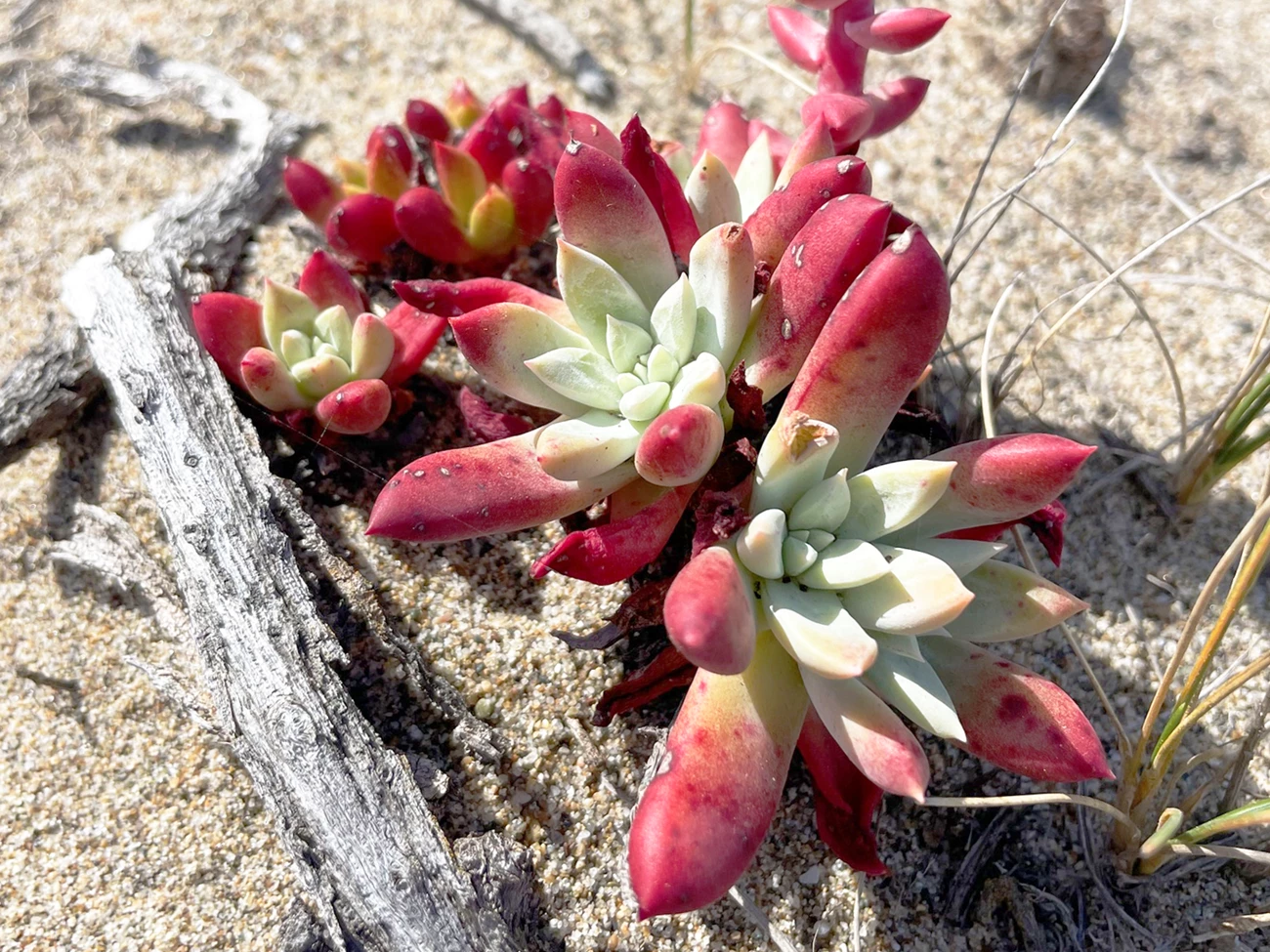 Bluff lettuce Beautiful cluster of bluff lettuce rosettes in the sand. The plump leaves are pale green towards the center of the rosettes, while the outter leaves are green transitioning to bright red at their tips.