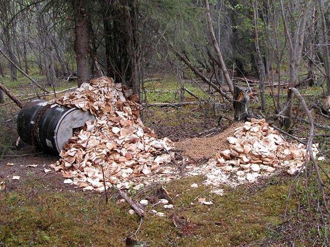 A bear bait pile.
