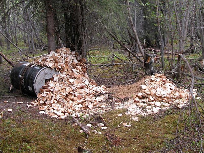 Photo 2. WRST black bear bait station (NPS photo)_web A bear bait pile.