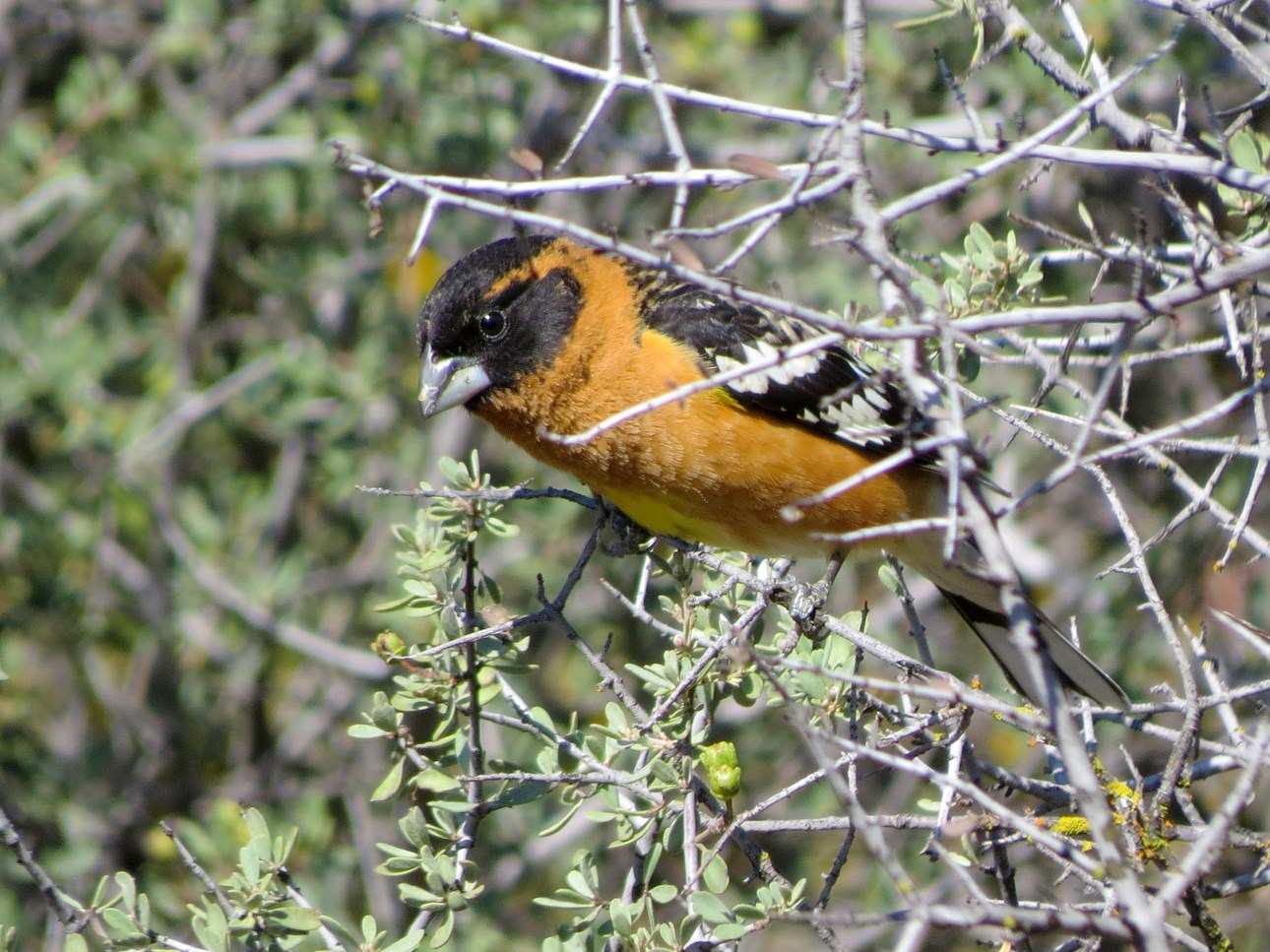 Bird with black head, deep orange breast, black-and-white wings, and a wide gray beak perched among a tangle of slender branches.