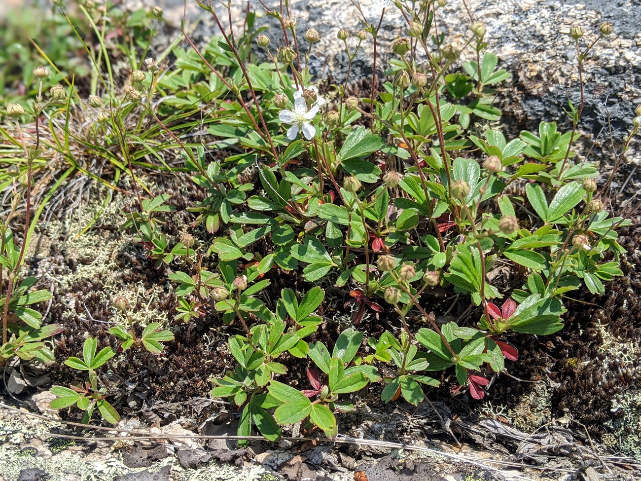 a green leaved plant with two white flowers