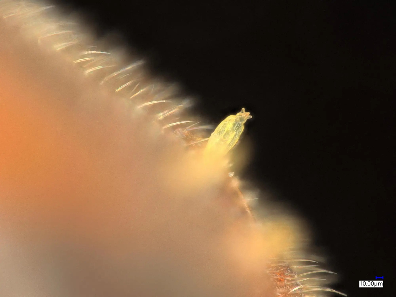 close up of a yellow fungus