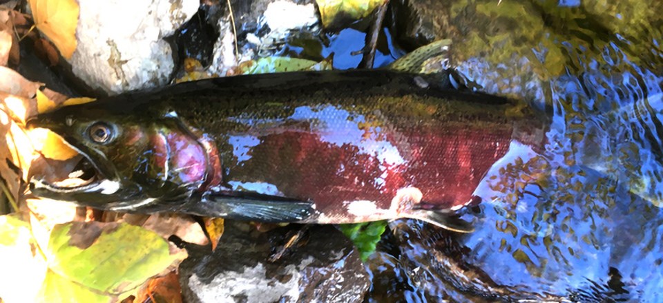Pre-spawn coho mortality Coho carcass on the side of a creek still carrying eggs.