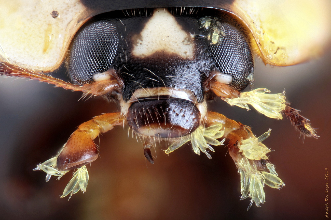 yellow fungi on a lady bug.