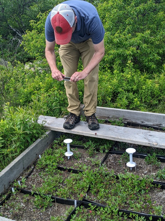 A man photographs plants in a garden