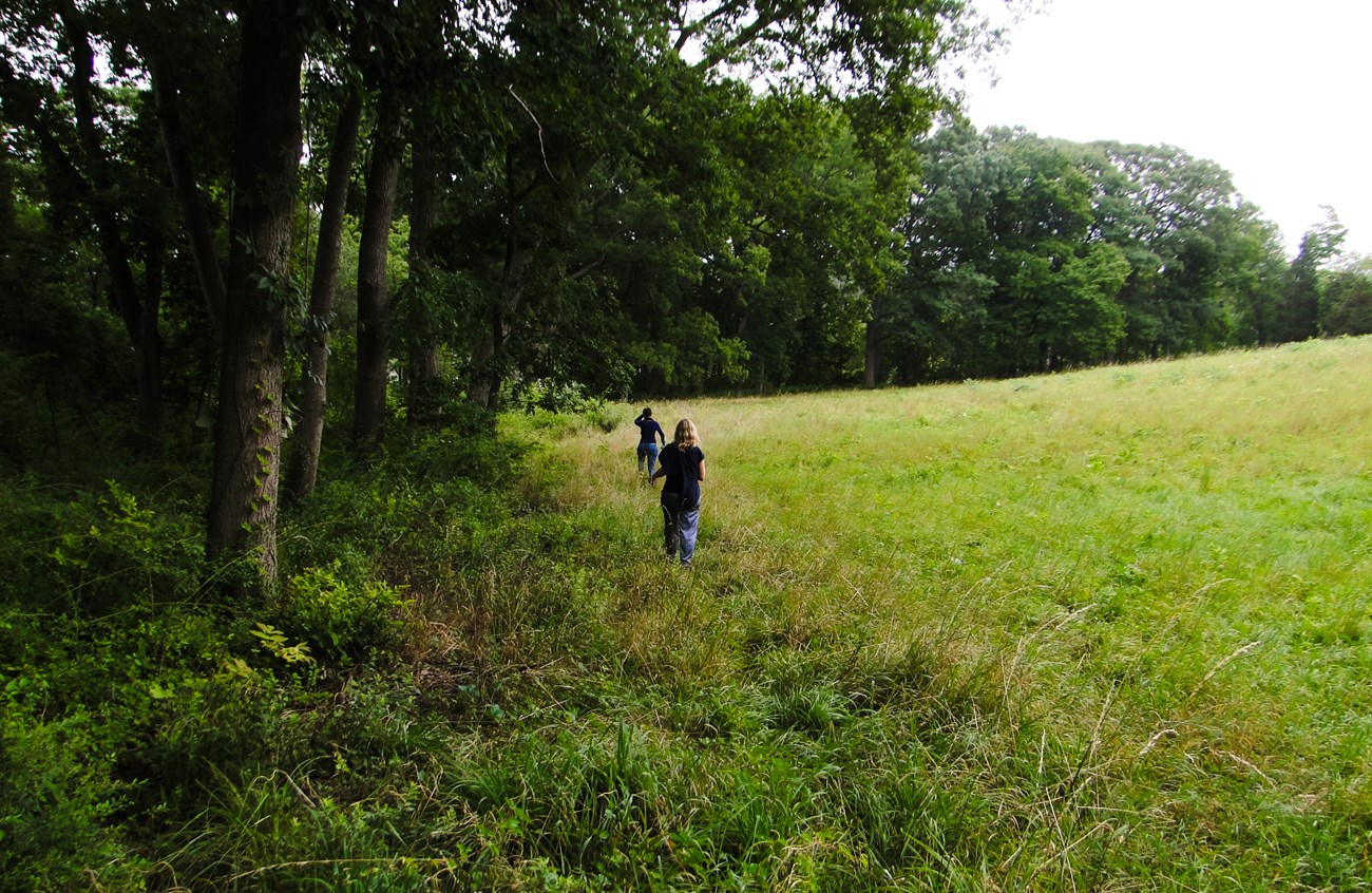 people walking the eduge of a wooded area next to a green meadow
