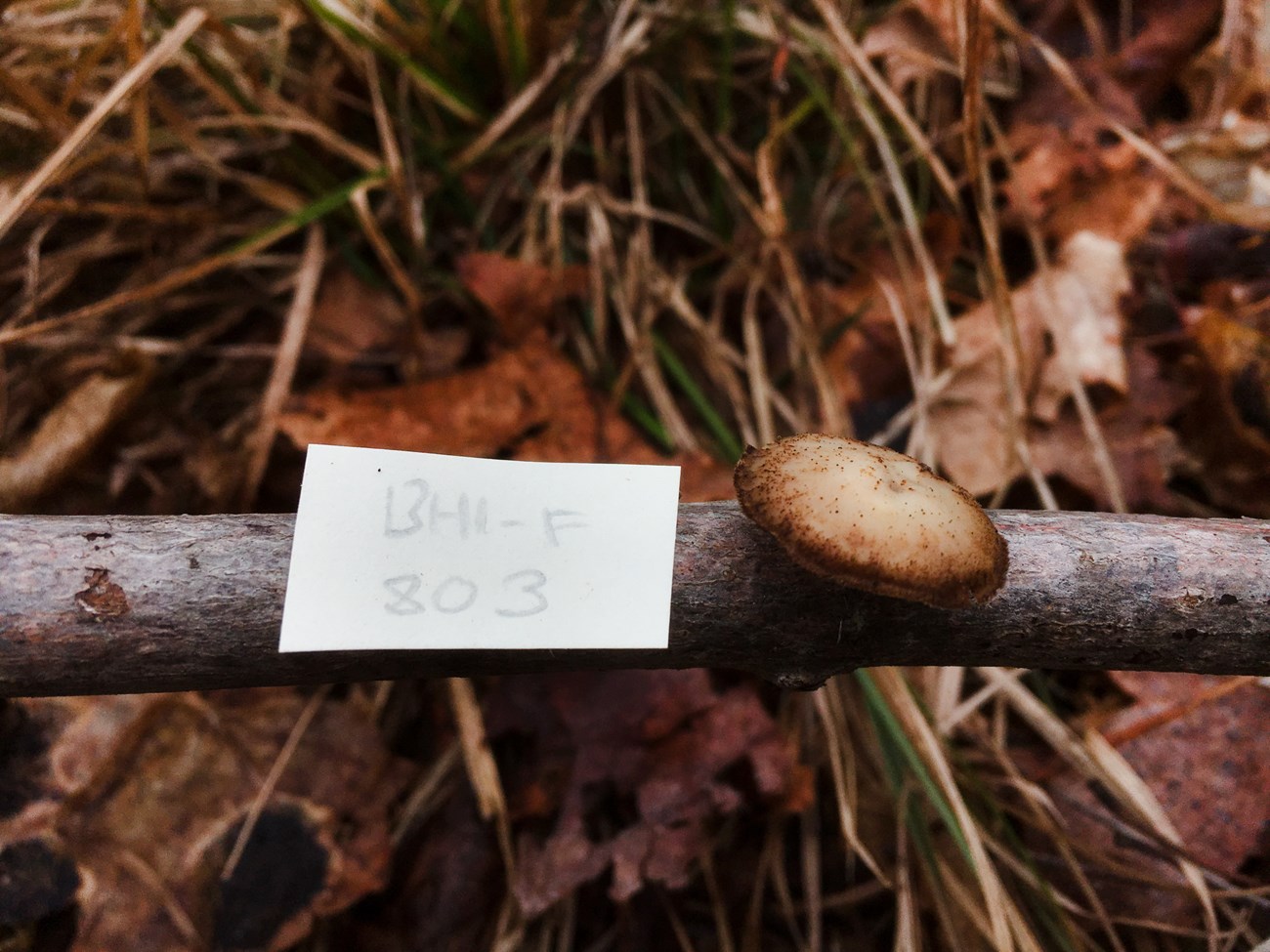 a brown circular fungus on a branch with a written tag next to it.