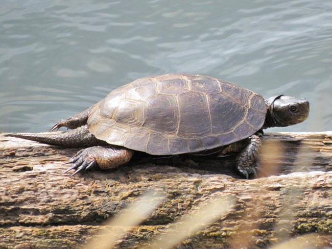 Turtle basking on a log, turning its head partway towards the camera.