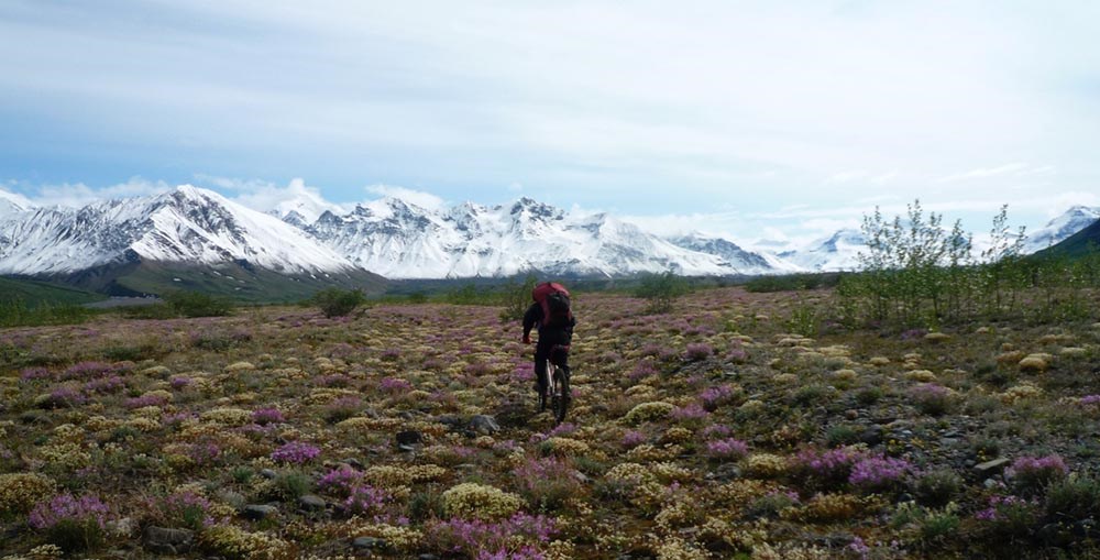 A mountain biker riding through flowering tundra toward the mountains.