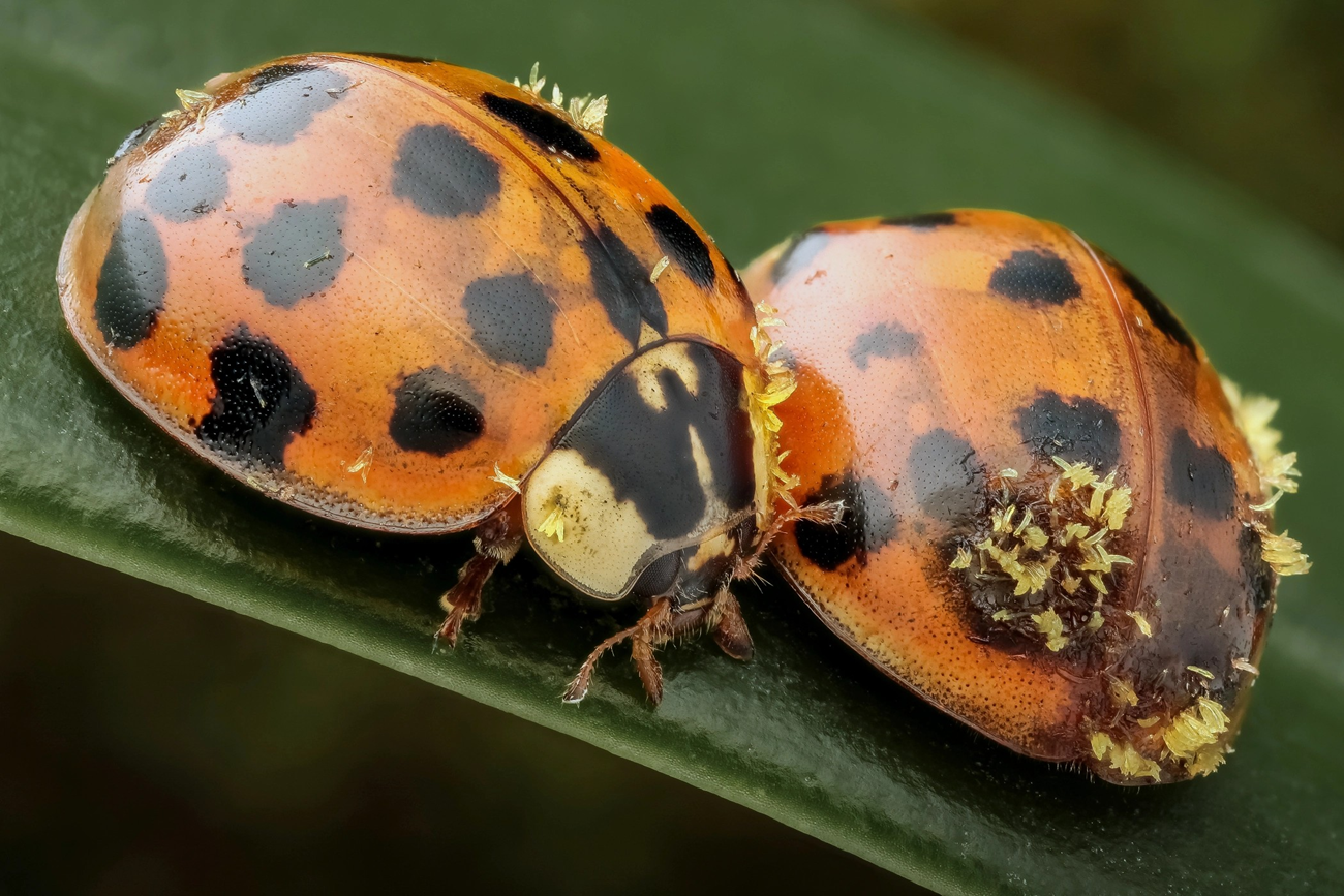 two lady bugs with fungi