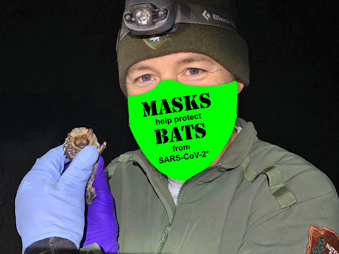 Staff holding a bat captured during mist-netting in gloved hands. An illustrated mask with the text "Masks help protect bats from SARS-CoV-2" is overlaid on his face.
