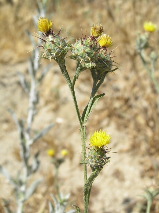 Tocalote Close up of four yellow flowers with bulging, spiny bases,