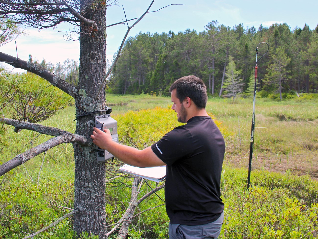 Programming a bat detector Person in a black, short-sleeved shirt interacting with an electronic device attached to a tree next to a clearing. Nearby, a little ways into the clearing, there's tall pole with a cable wrapped around it and a microphone at the top.