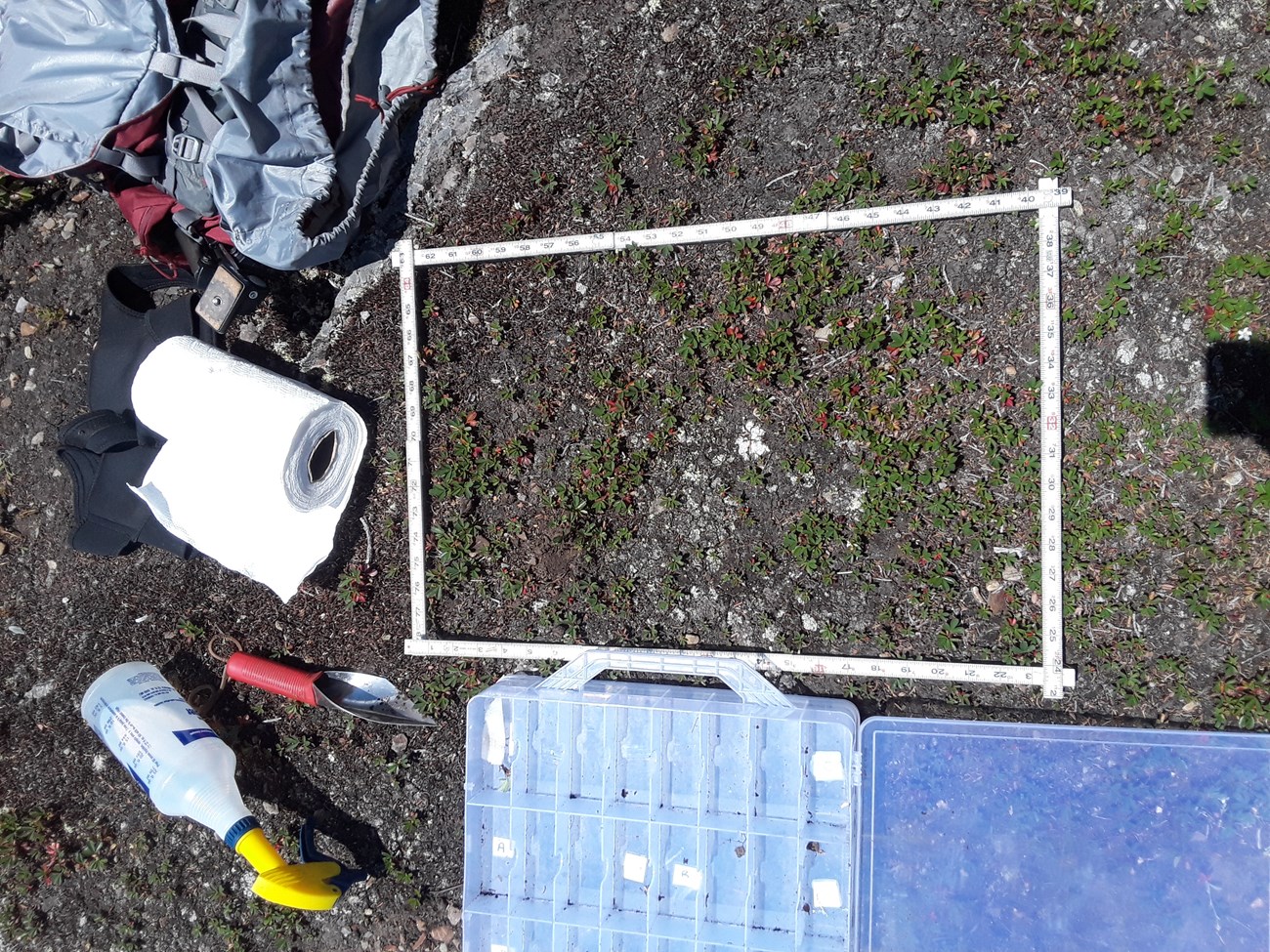 a white square made of measuring tape over a section of plant covered ground