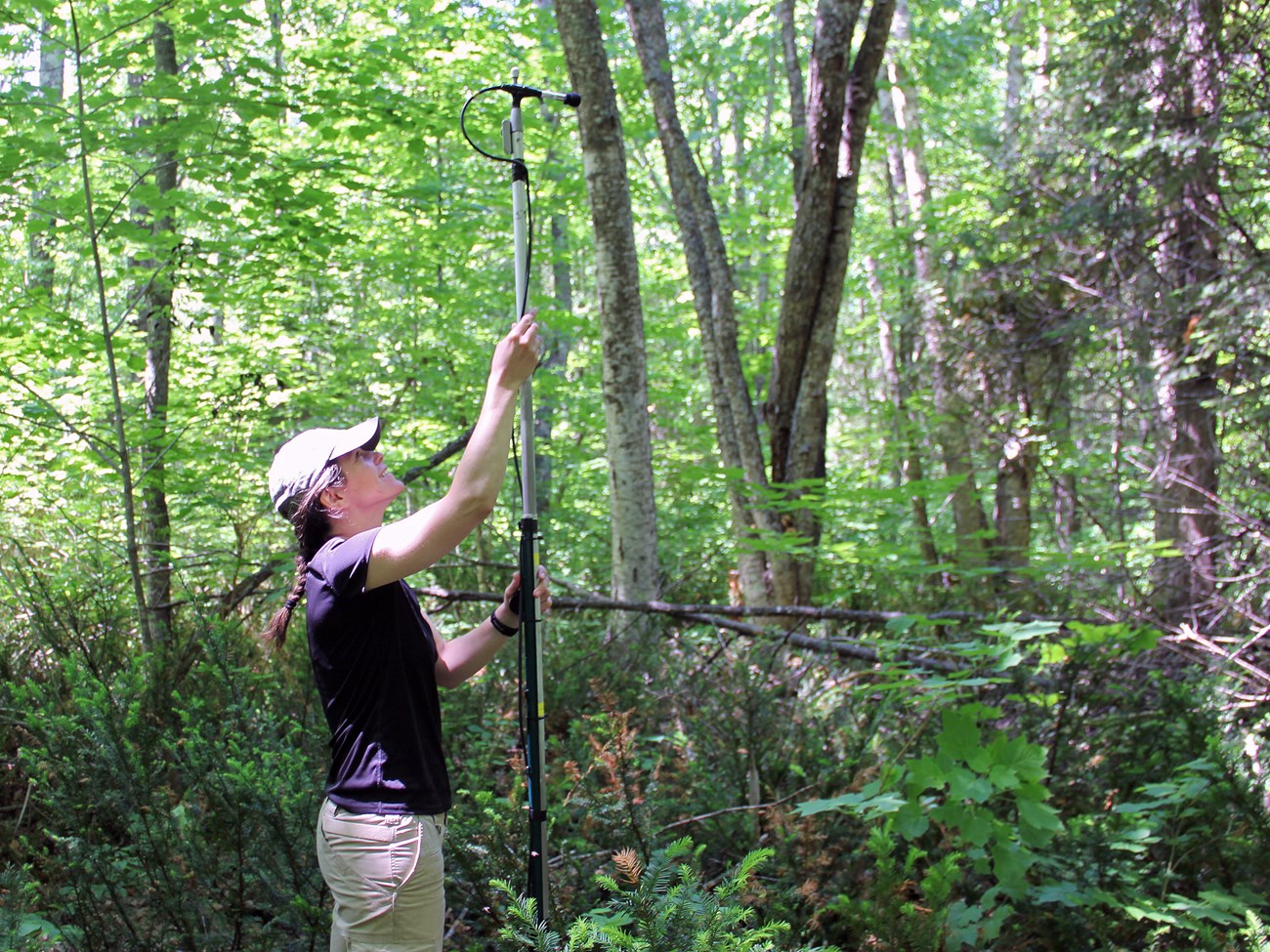 Ultrasonic microphone Woman in a forest positioning a tall pole with a microphone at the top.