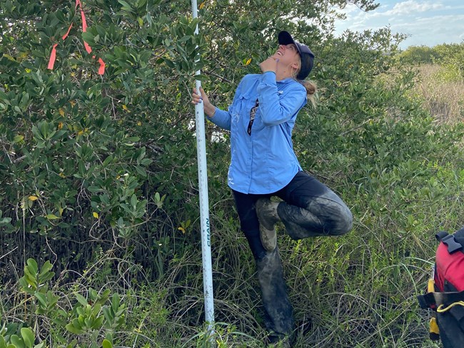Alee Knoell Alee holding a tall pole in dense brush.