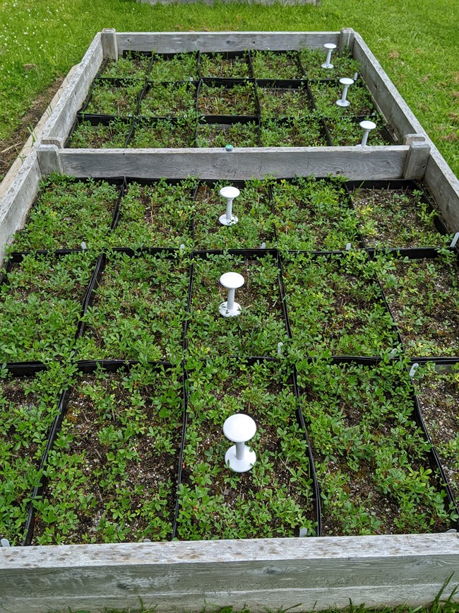 Garden bed divided into sections with wooden beams and white pegs in rows