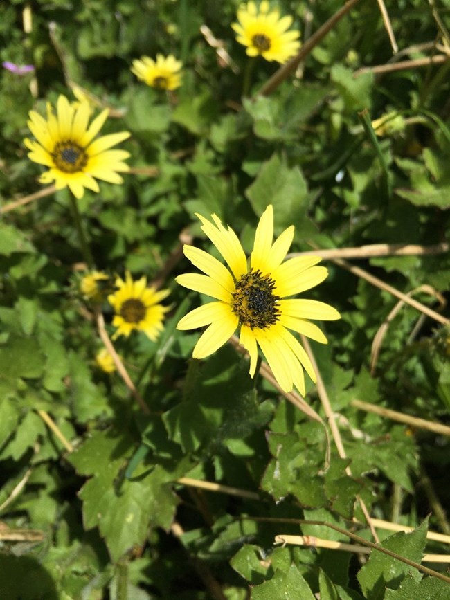 Close up of yellow, daisy-like flower, with more in the background.