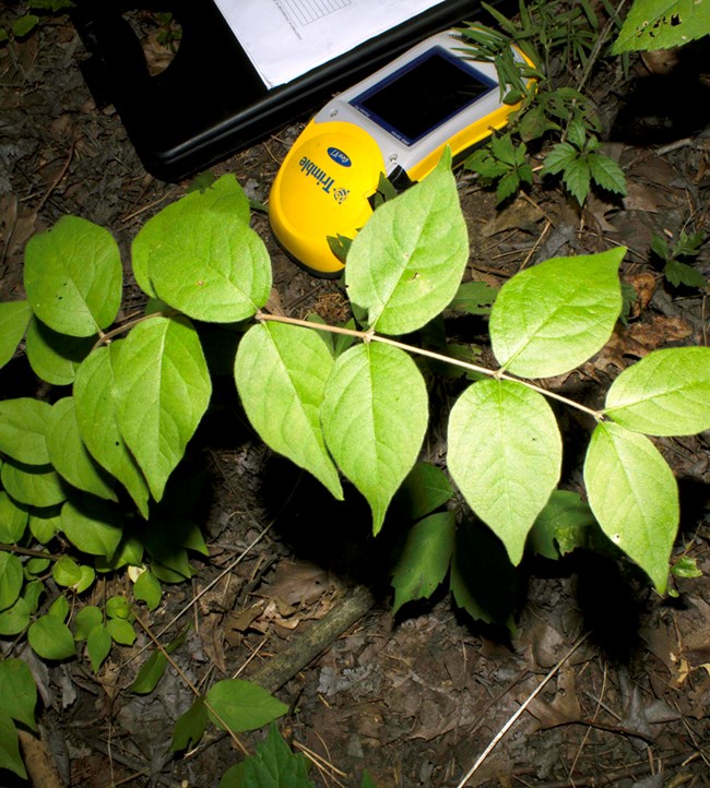 A large-leaf compound plant growing on a forest floor next to a GPS unit