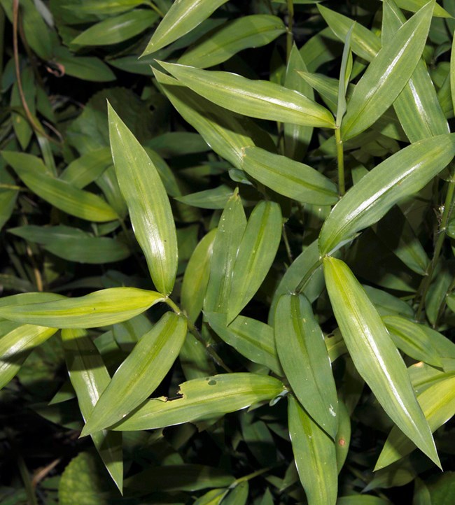 Japanese stiltgrass A grass with long, oblong leaves similar to bamboo