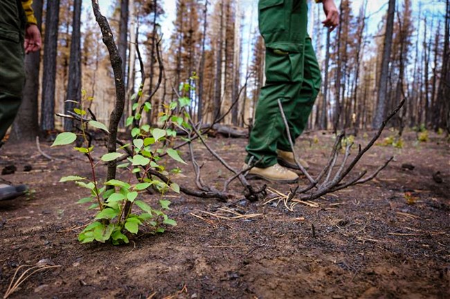 A fern in the middle of a burn scar