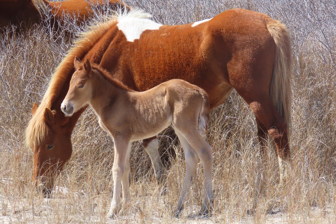 N2BHS-JQ (Josie Rue) and her new foal on Assateague Island in March 2025.