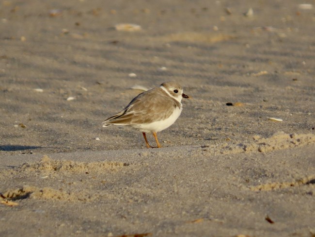 Pic 4_PIPL_NPS : A piping plover seen on Assateague Island during 2024 fall migration.