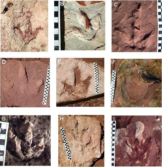 9 photographs of dinosaur tracks