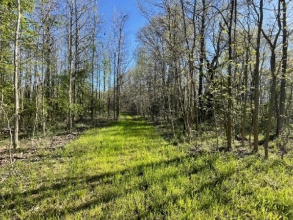 Image of a grassy path through the woods at the Holly Beach Farm site. Image of a grassy path through the woods at the Holly Beach Farm site.