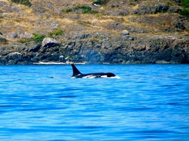 Breaching Orca at SAJH Breaching Orca at SAJH