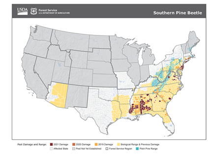 Map of southern pine beetle outbreaks A map of the US showing regions of outbreak of the southern pine beetle, with a scale of yellow to red showing the severity of the outbreak.