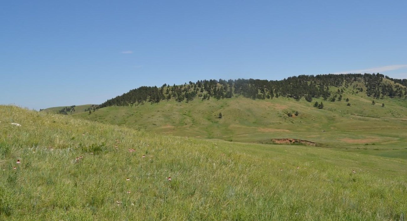 Green, rolling hills scattered with ponderosa pine trees and a clear blue sky.