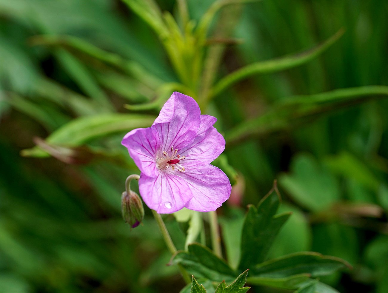 A pink flower stands out against green vegetation