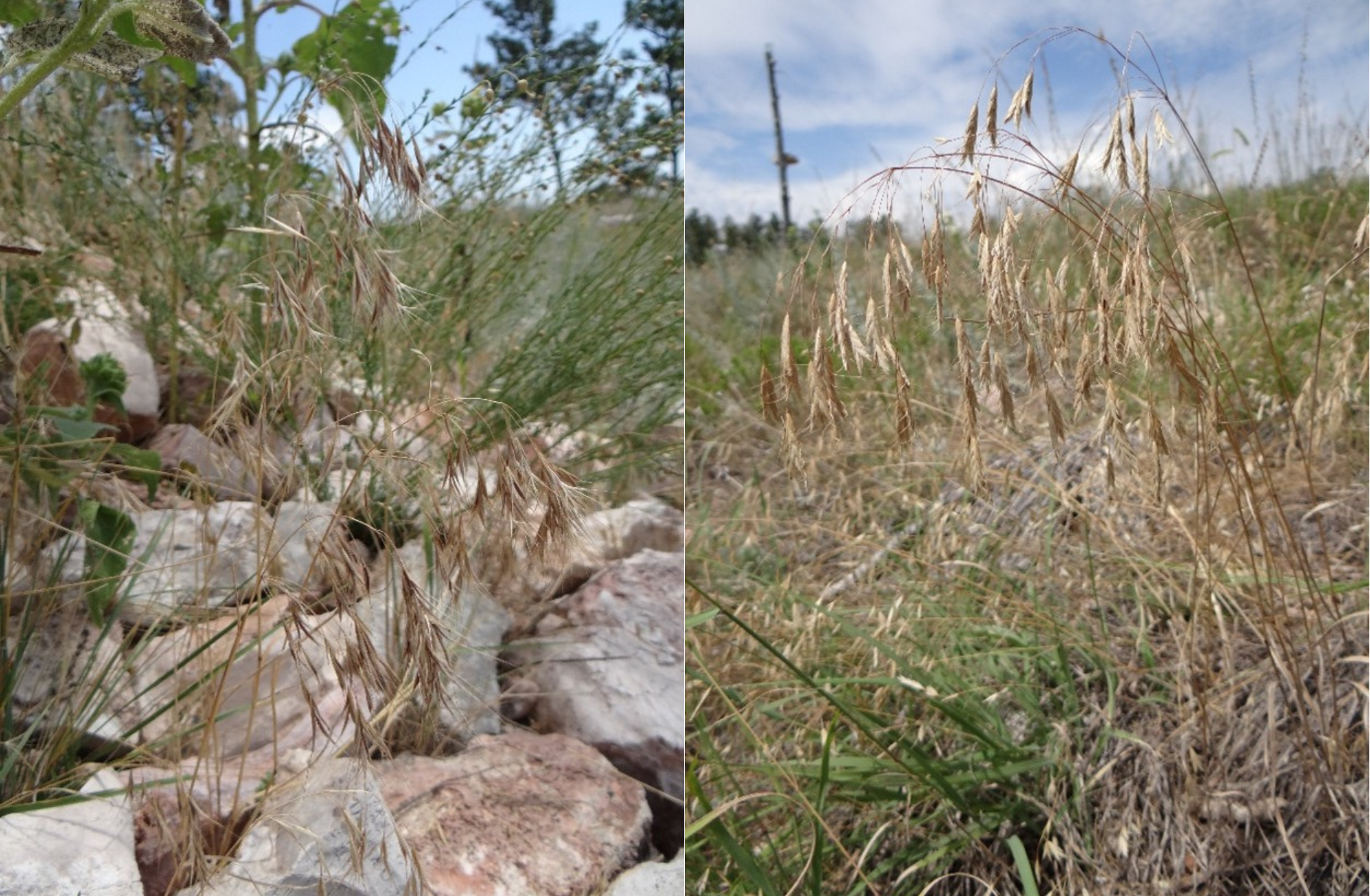 Side by side photos of rocky ledges scattered with brown grasses