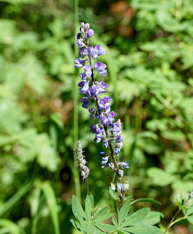 A long purple flower stands in front of green vegetation