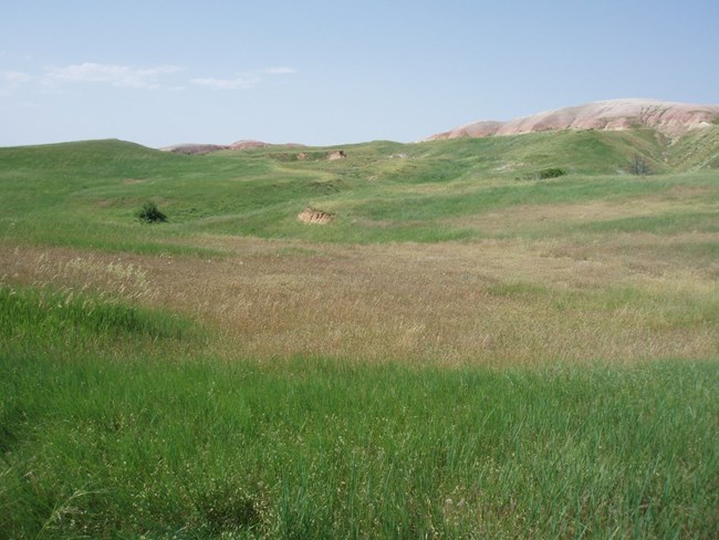 A patch of long green grass with dead grass interspersed