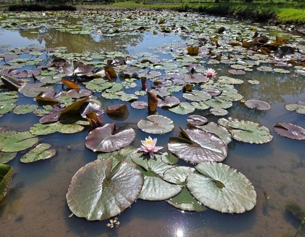 Image of floating lillipads at the NPS Kenilworth Park and Aquatic Gardens site. Image of floating lillipads at the NPS Kenilworth Park and Aquatic Gardens site.