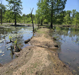 Image of marshwater, trees, and a dirt path at the NPS Kenilworth Park and Aquatic Gardens site. Image of marshwater, trees, and a dirt path at the NPS Kenilworth Park and Aquatic Gardens site.