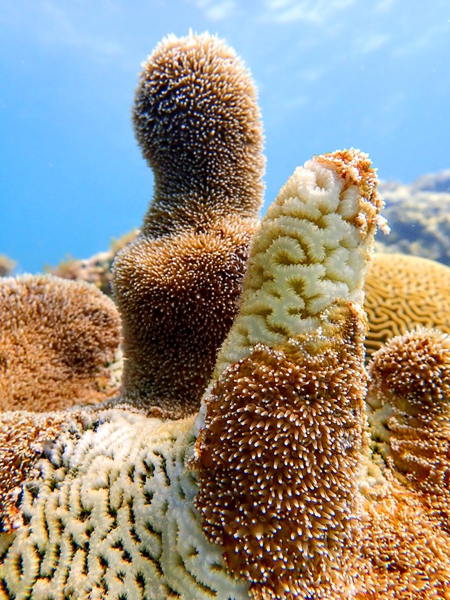 A group of brown and white pillar corals showing advanced tissue loss