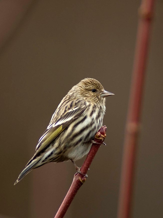 Brown striped bird with faint patches of yellow on its wings.