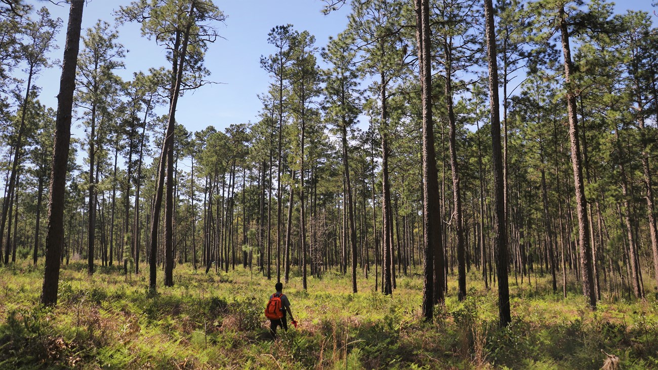 park ranger with orange backpack hiking in an open, sunny pine forest