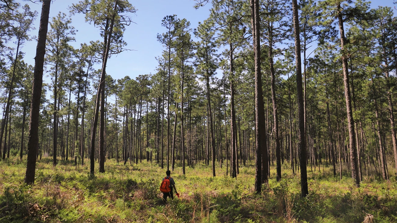 Park ranger in the pines park ranger with orange backpack hiking in an open, sunny pine forest