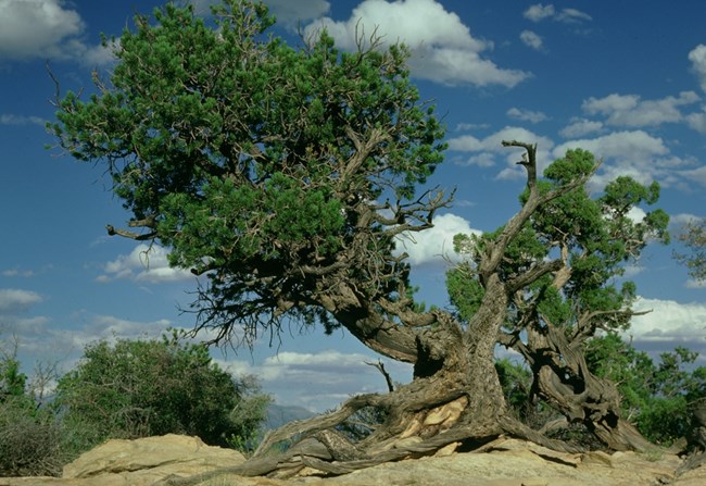 Twisted pine tree with blue skies dotted with clouds in the background